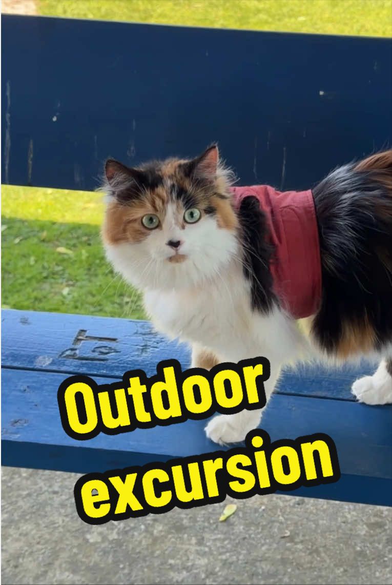 @The Oreo Cat