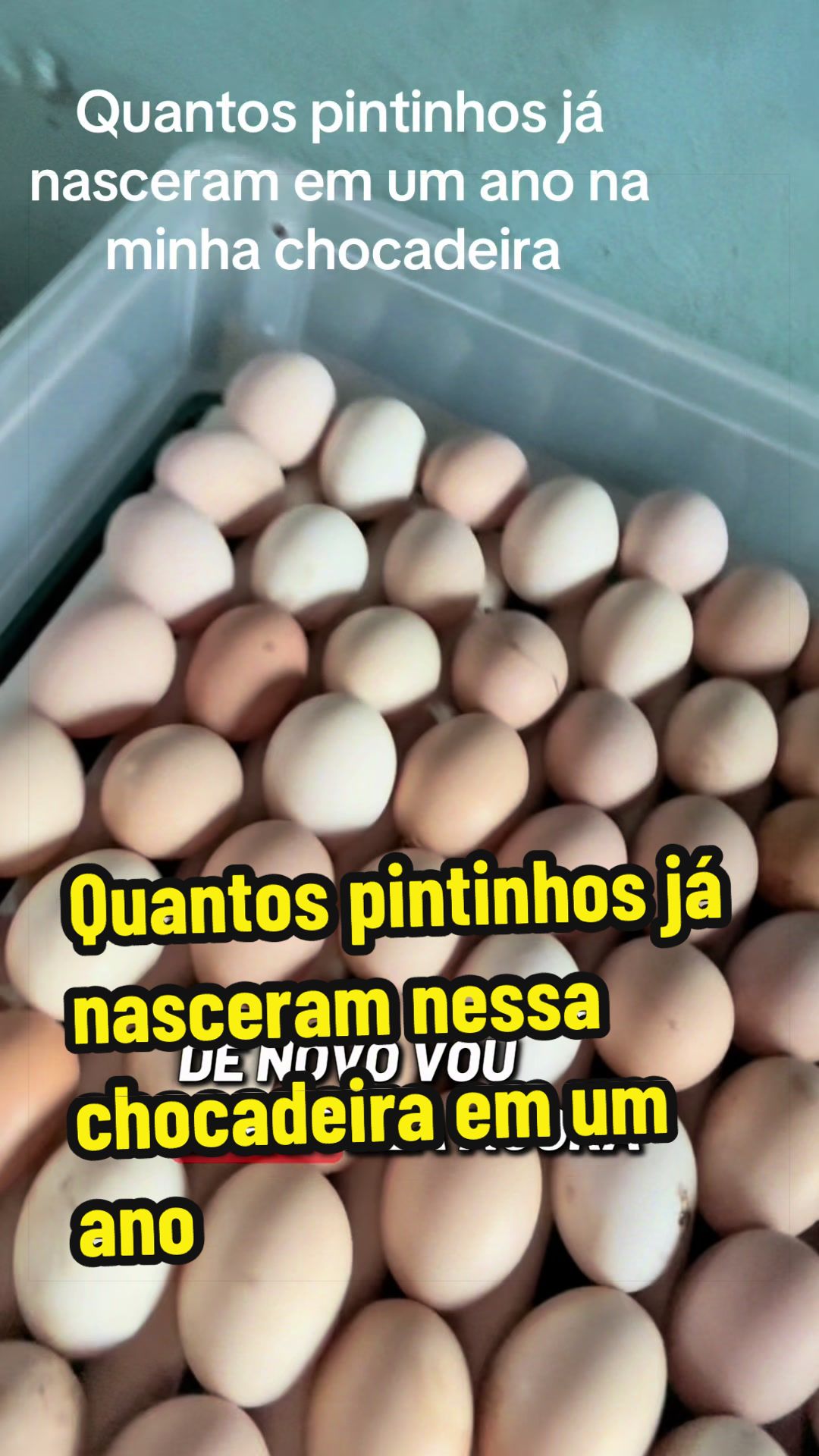 @Silvana Franco /vida na roça