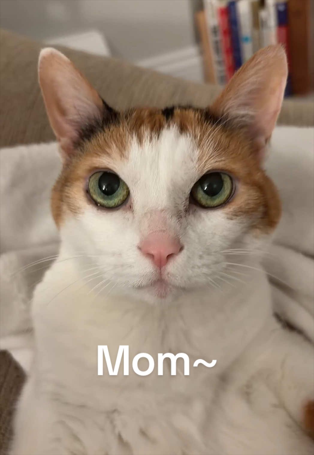 @Miyopet