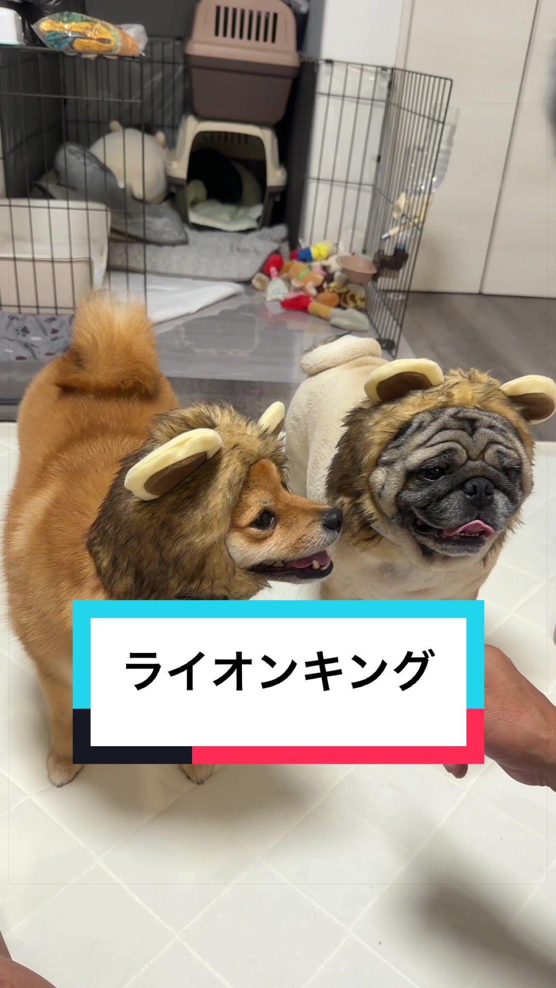 @🐶とん&ぺっぺこぺー🦊