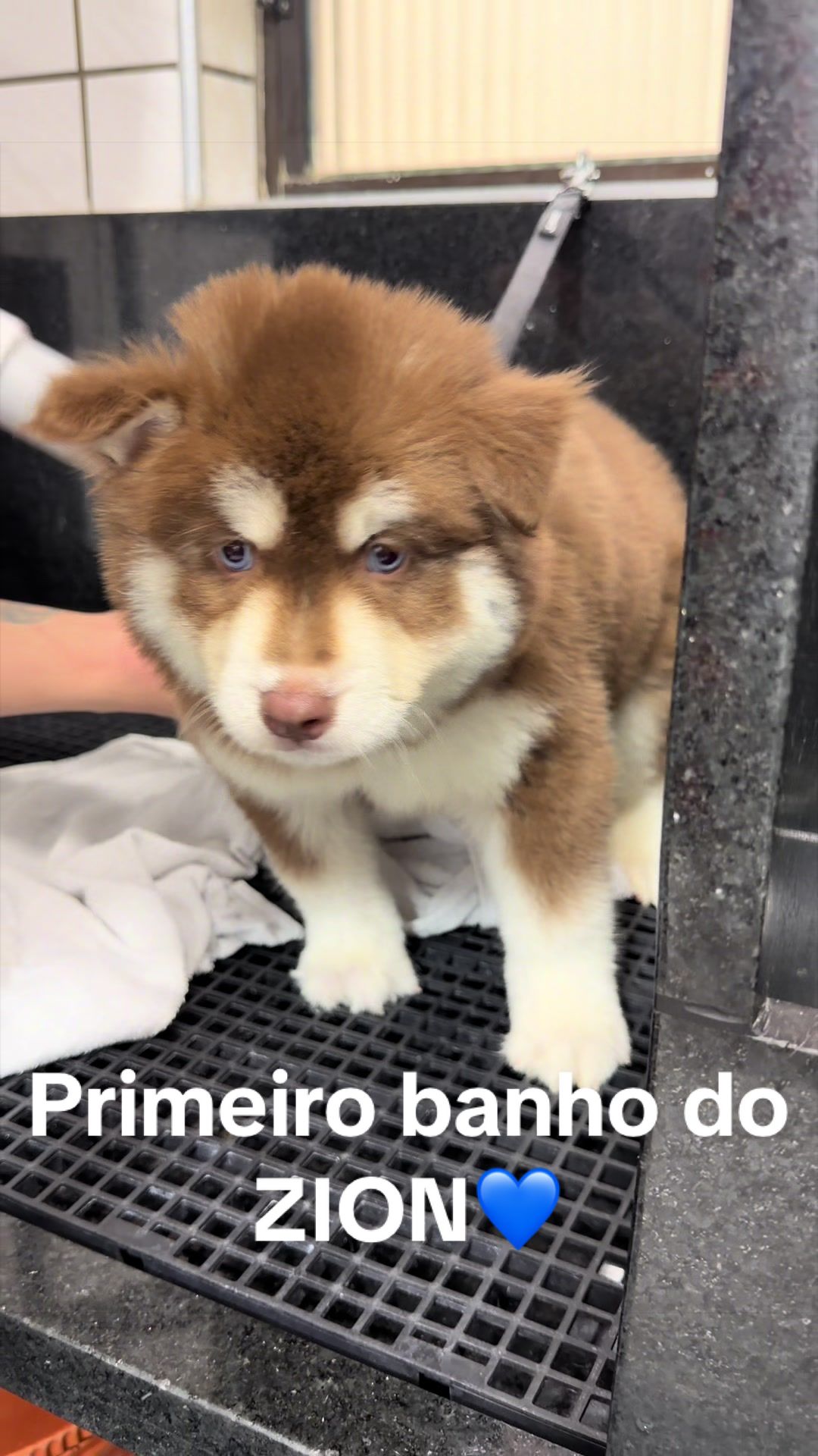 @Brazilian Pomsky