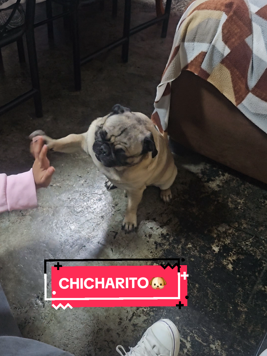 @CHICHARO🐶🐾