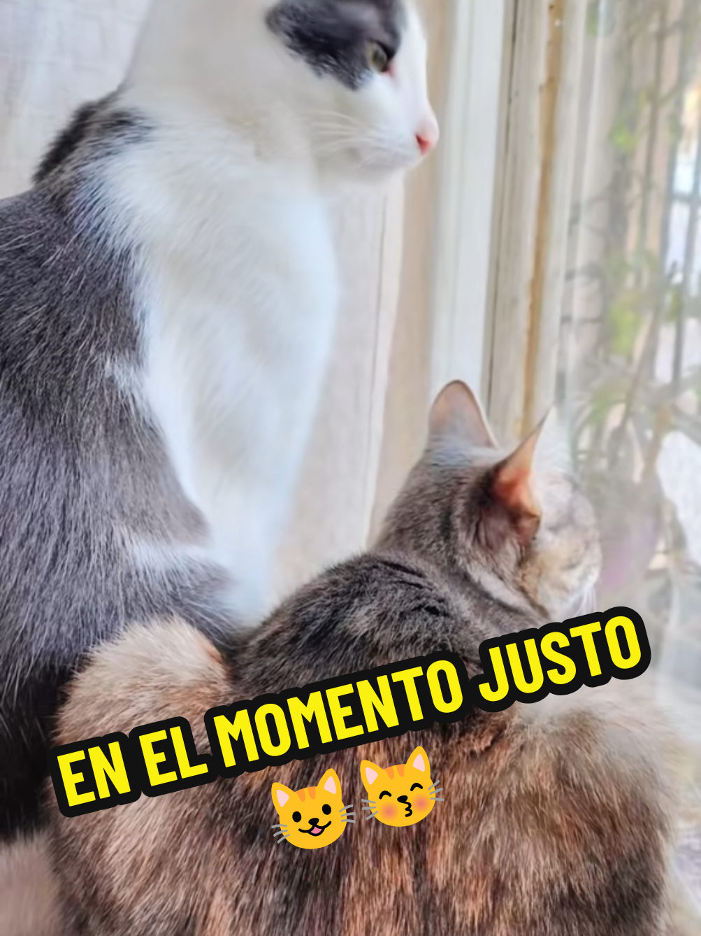 @TITA y RHODESIA