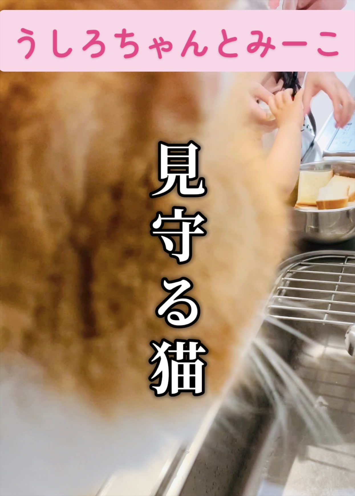 @みーこchannel