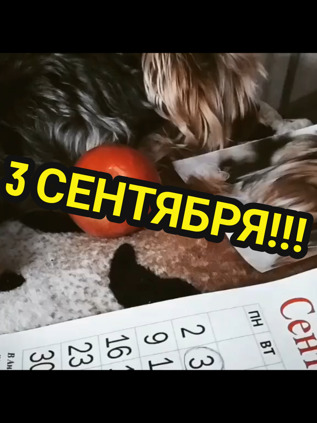 @🤟Веня Машаранский✌
