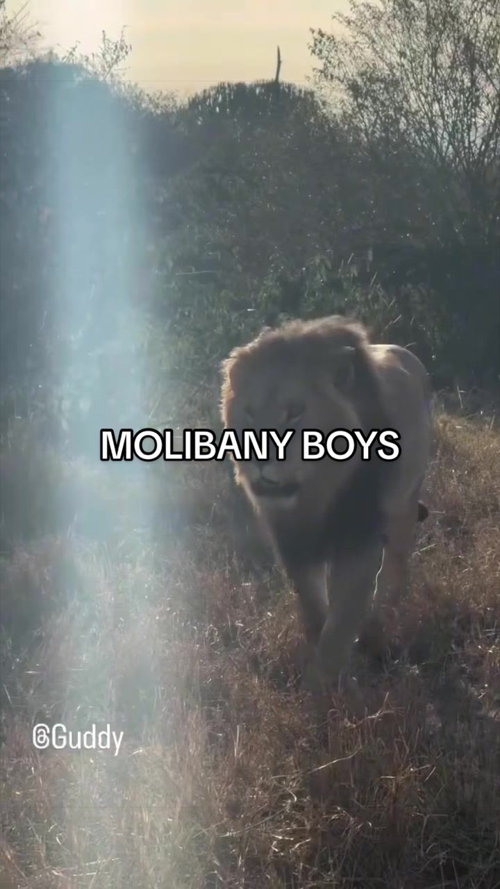 @Nai (aka Lion Expert)