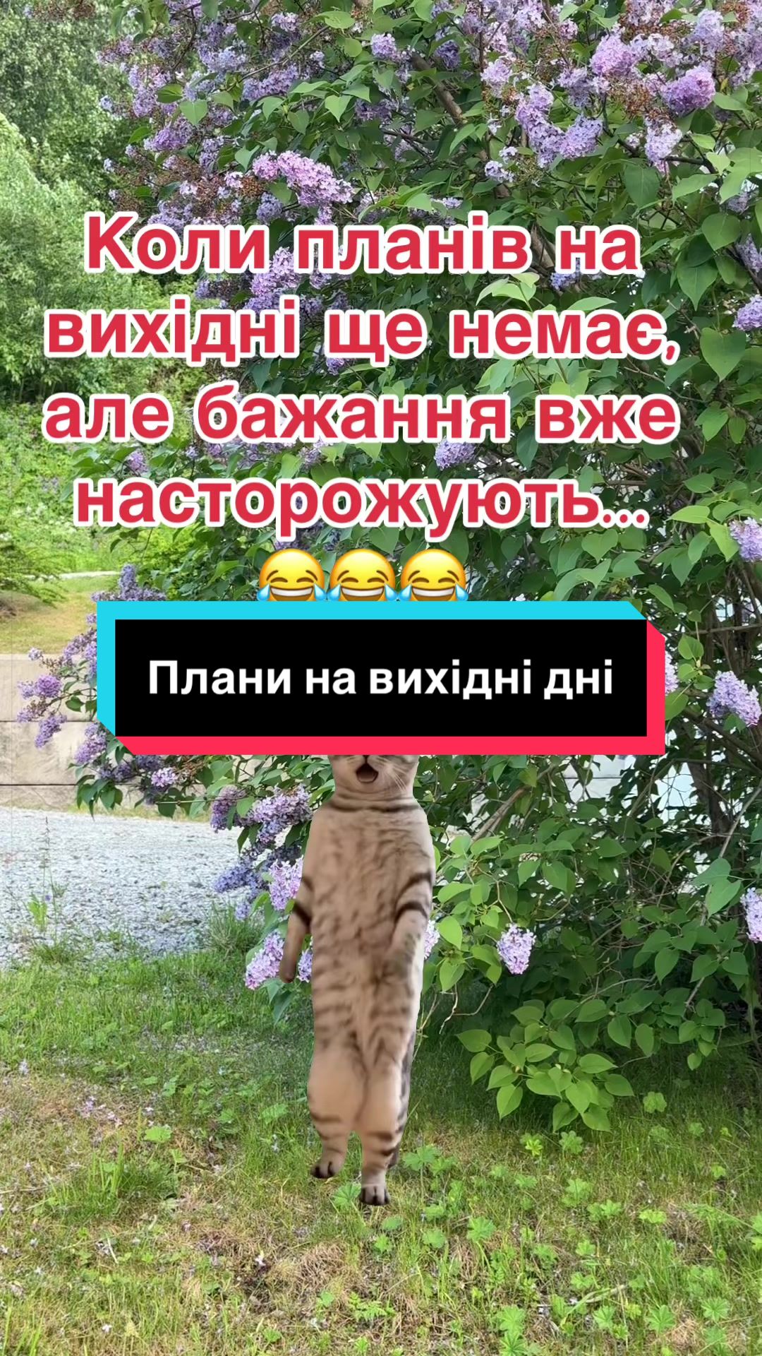 @humortiktokua