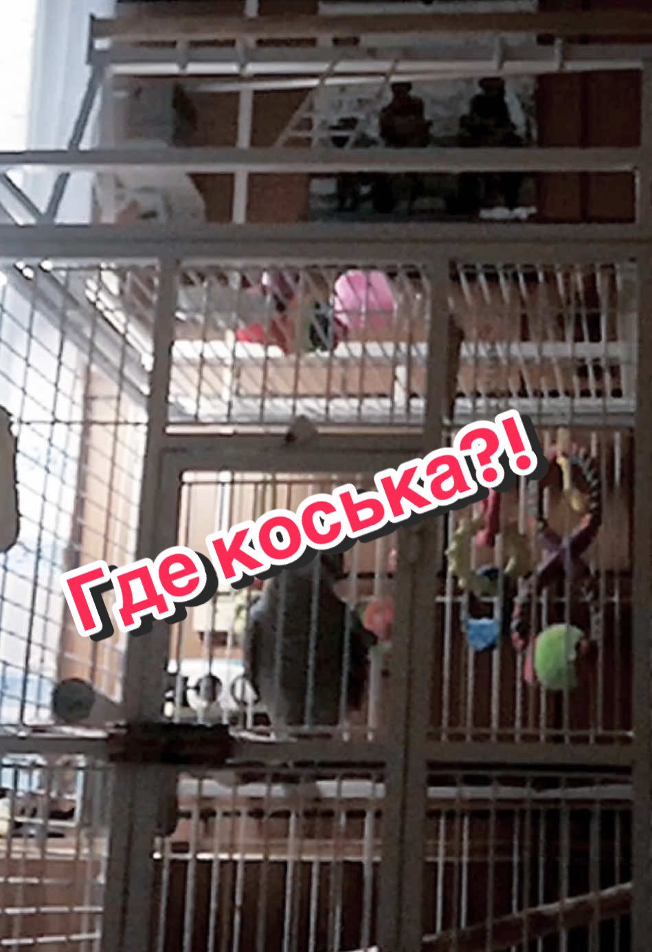 @Жако Кира