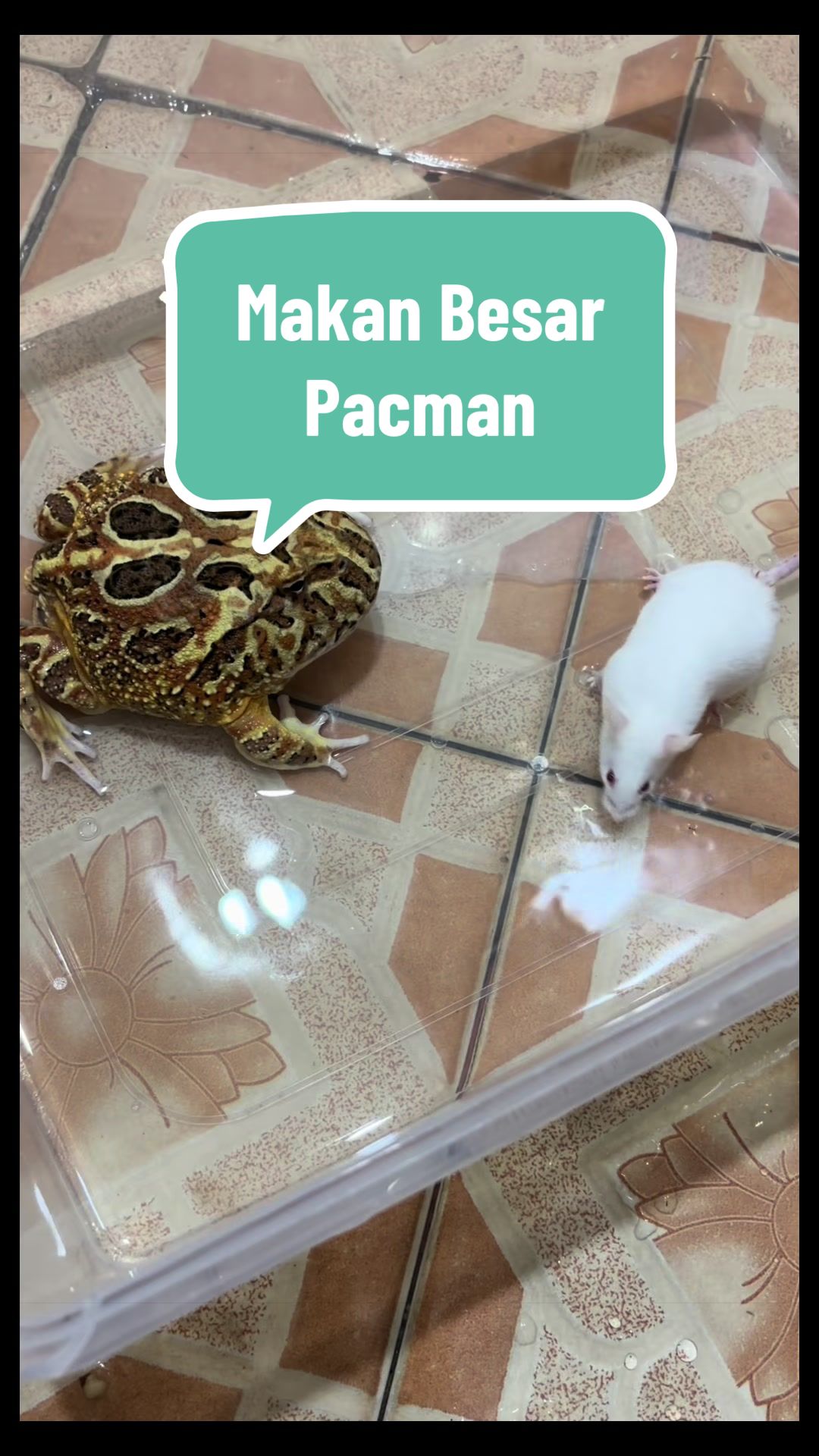 @Pet Journal Space