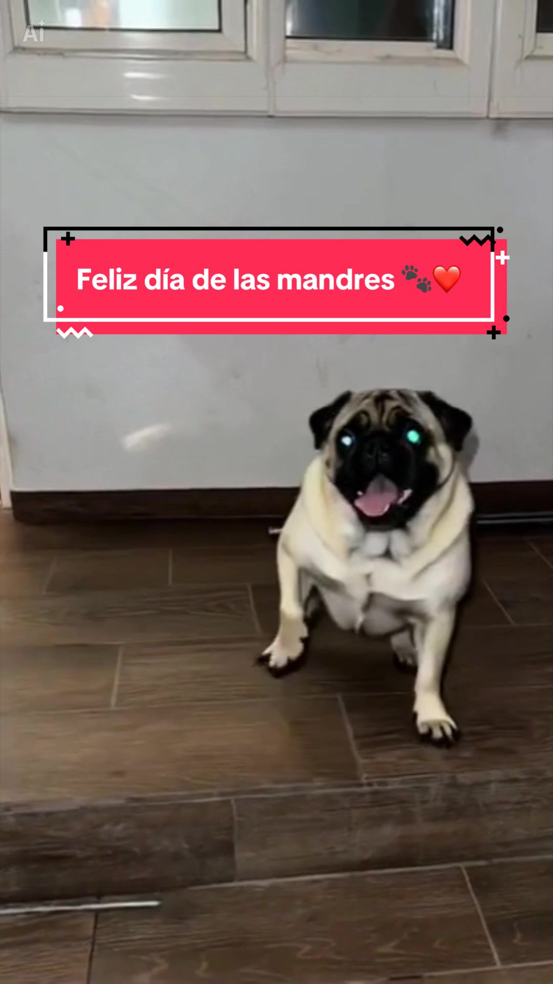 @Pugs en acción 🐶