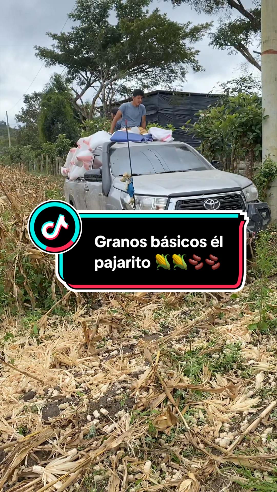 @Granos básicos él pajarito 🌽