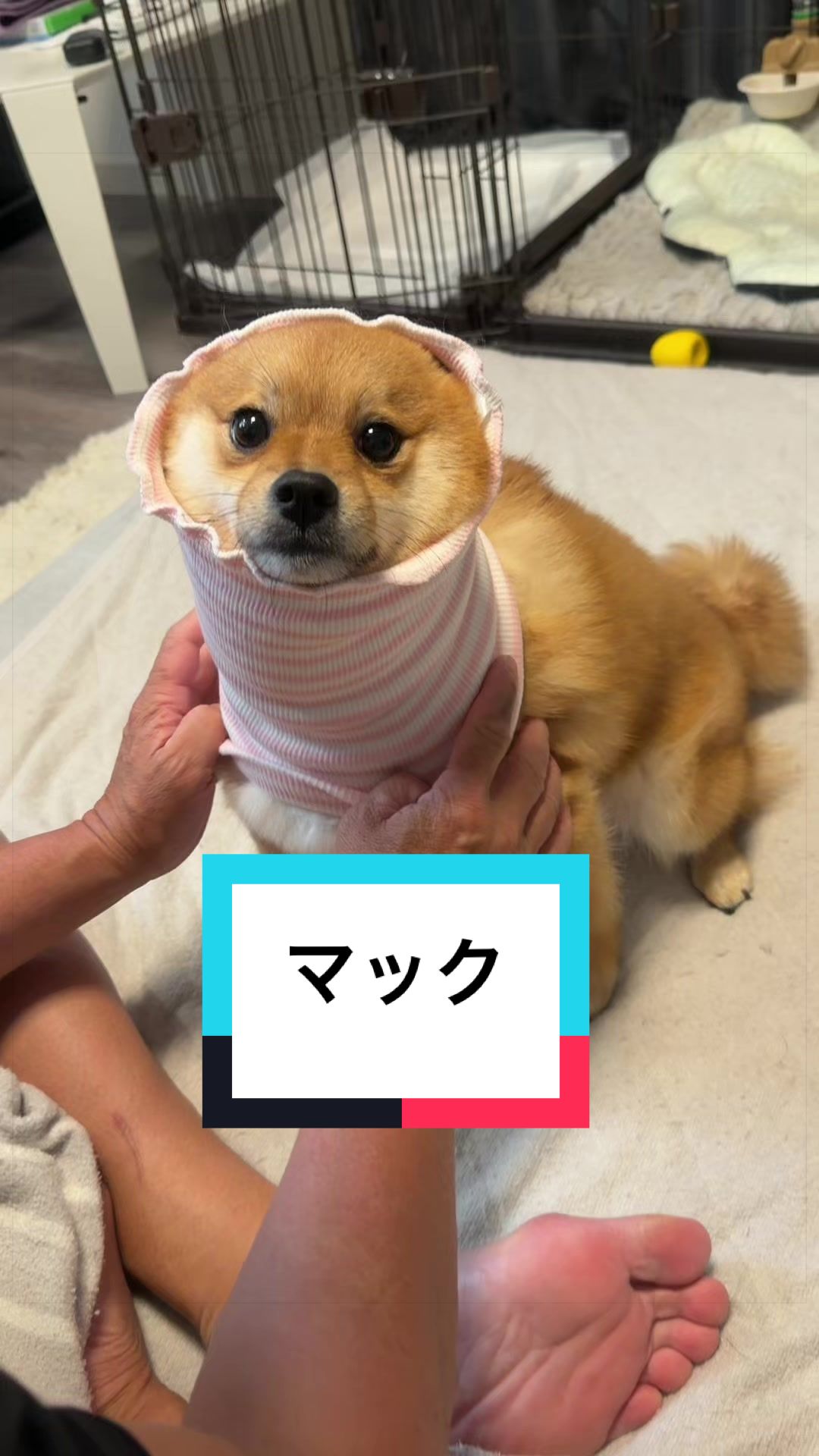 @🐶とん&ぺっぺこぺー🦊