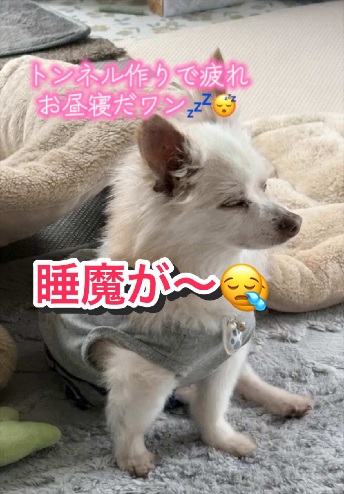 @𑁍︎·͜·えりぽんꫂ ၴႅၴ