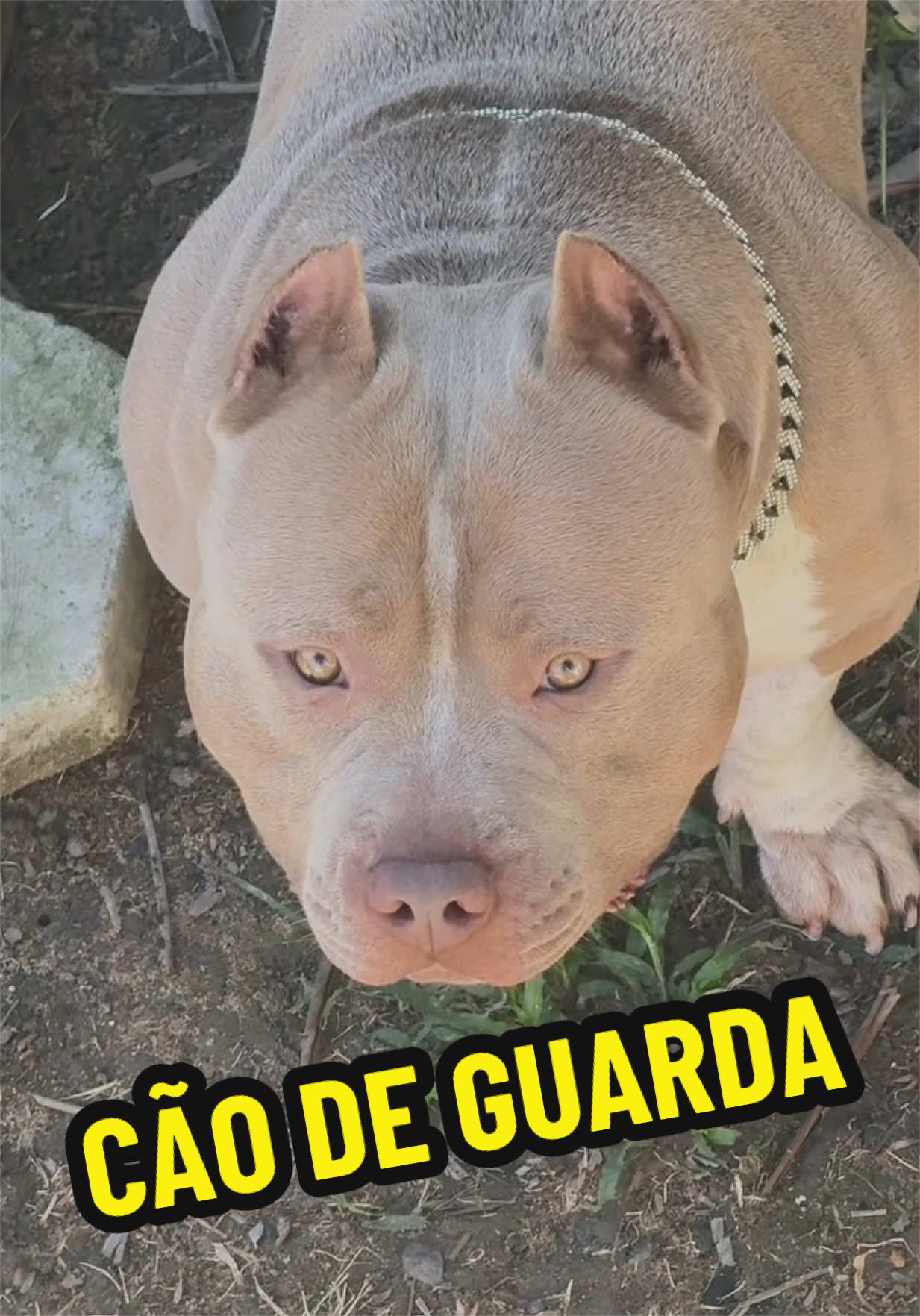 @Fam&iacute;lia Ragnar 🐶