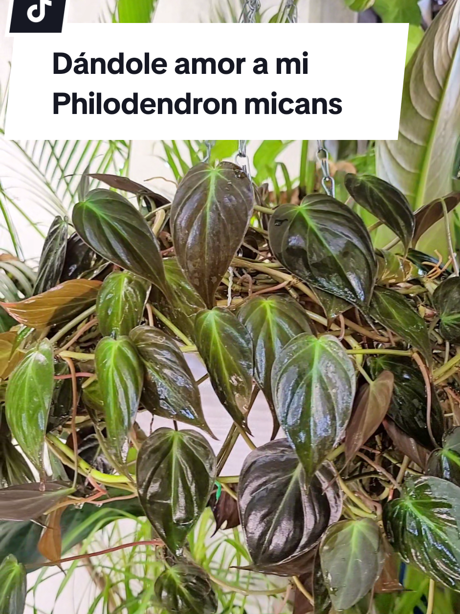 @Plantología🌿
