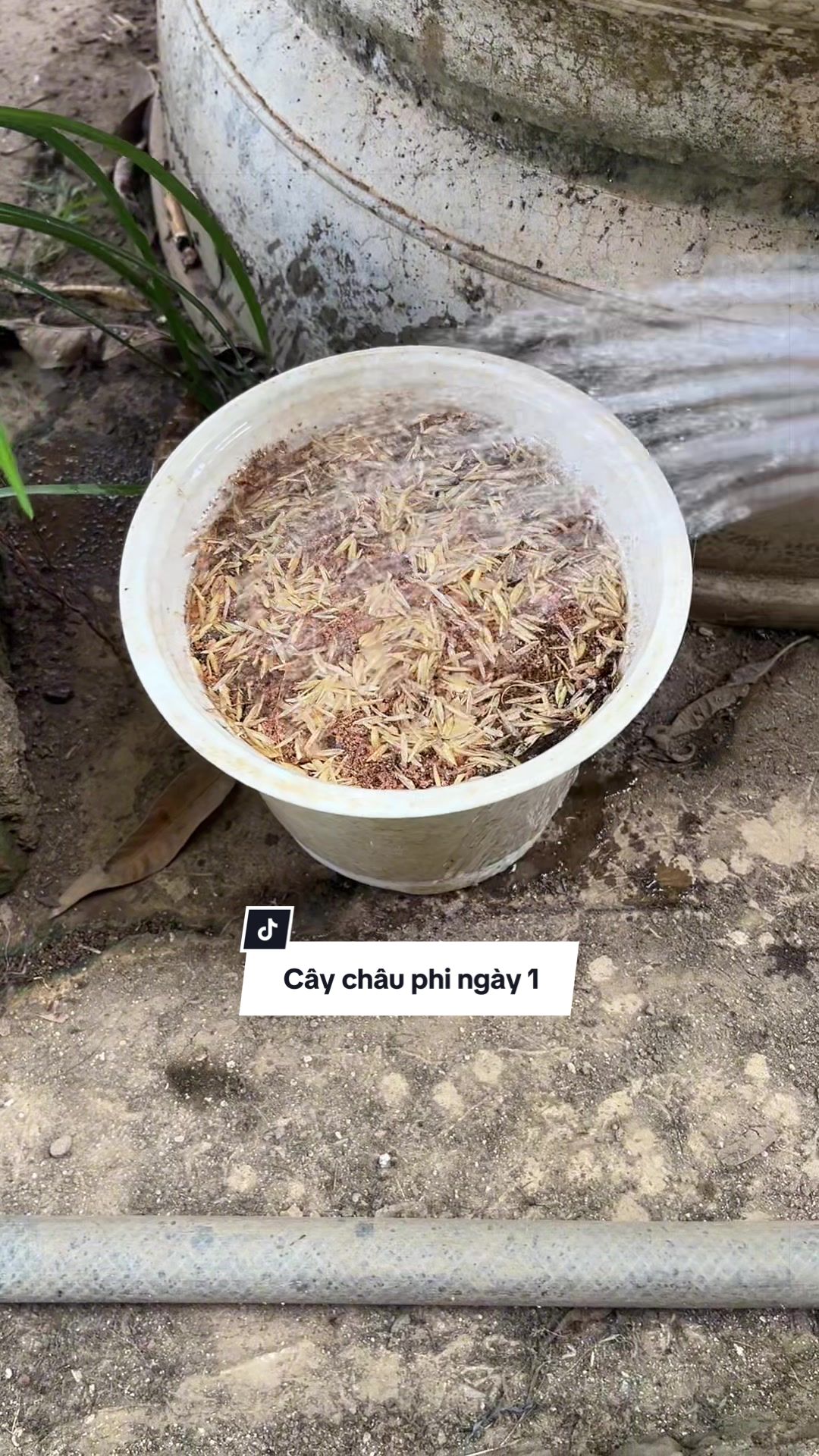@ThaoJi