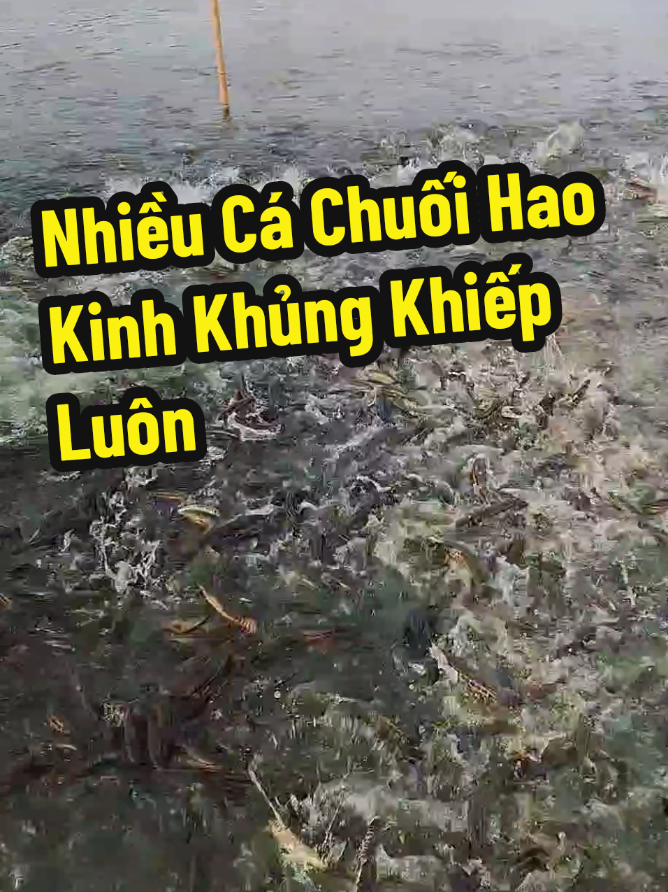 @Cá Chuối Hoa
