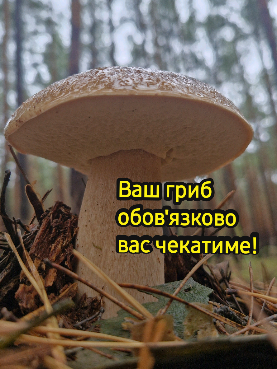 @Вікторія Царенко