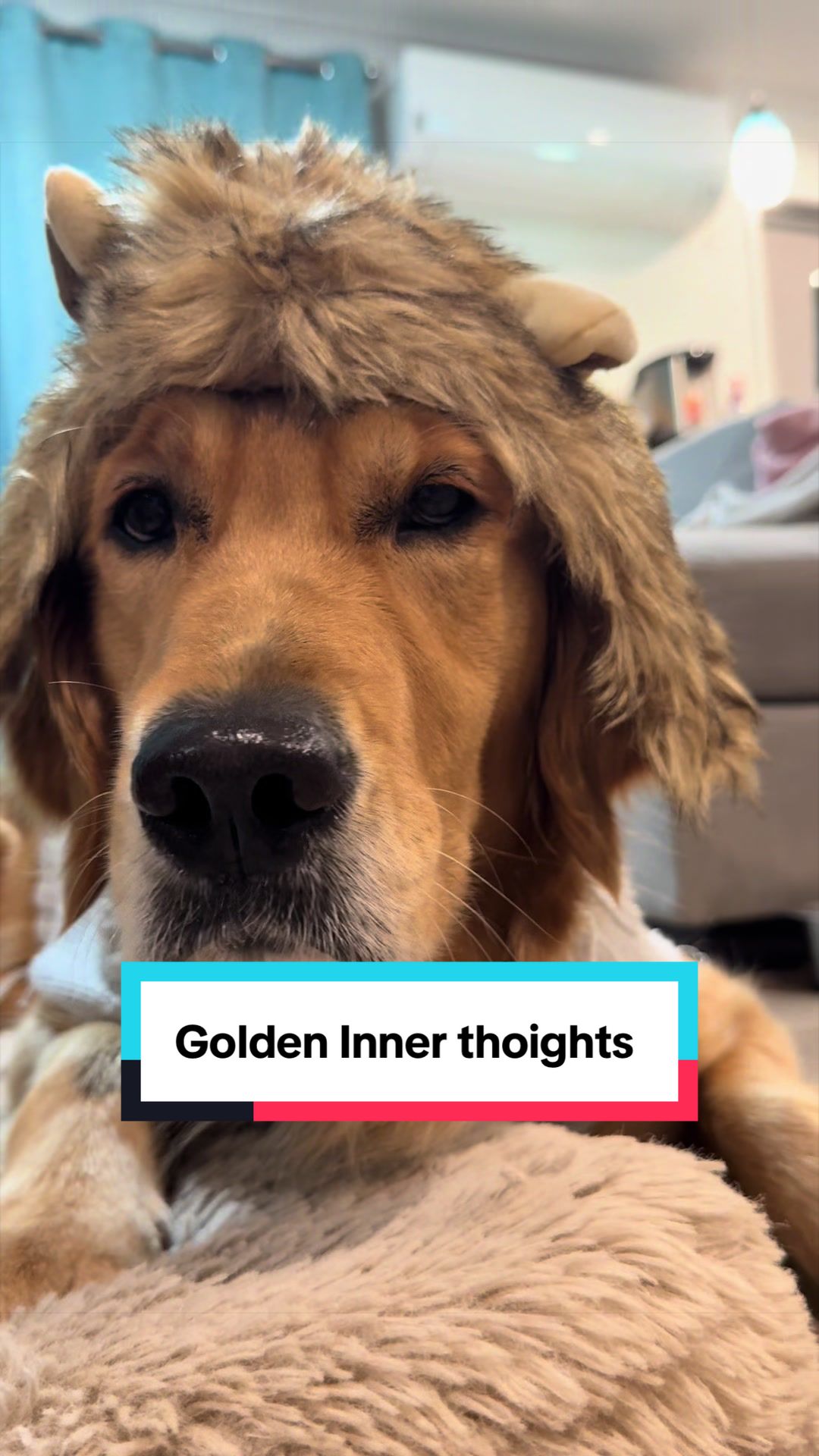 @3goldenretriever