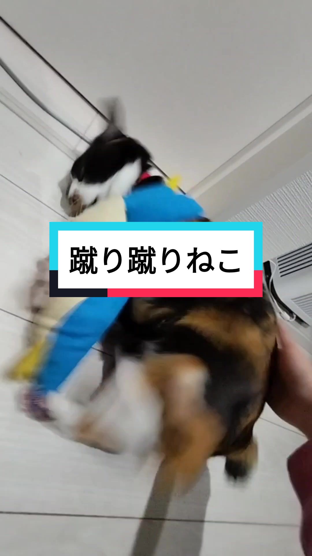 @Elly