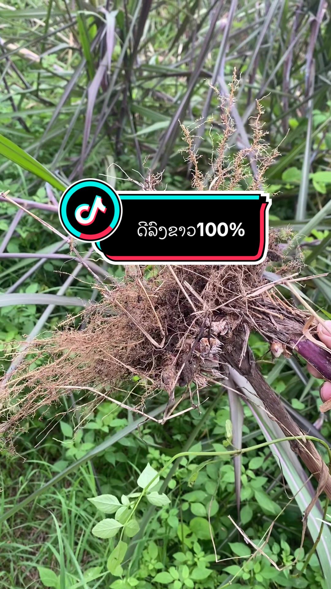 @๐ฆ เบชเบนเบเบเบปเบงเปเบฅเบเบเบดเบ-เบเบฒเบ๐ฅ๐ฟ