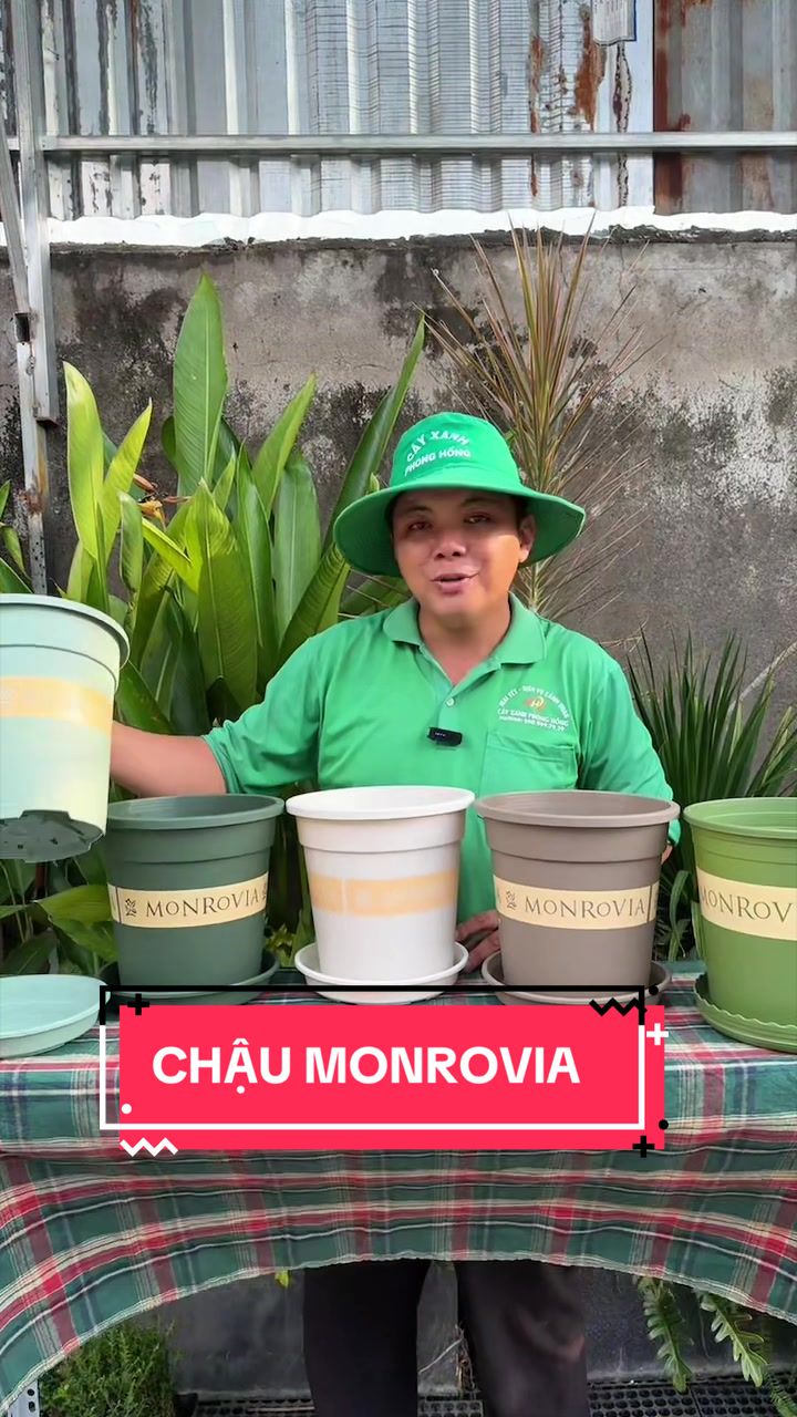 @Cây Xanh Phong Hồng