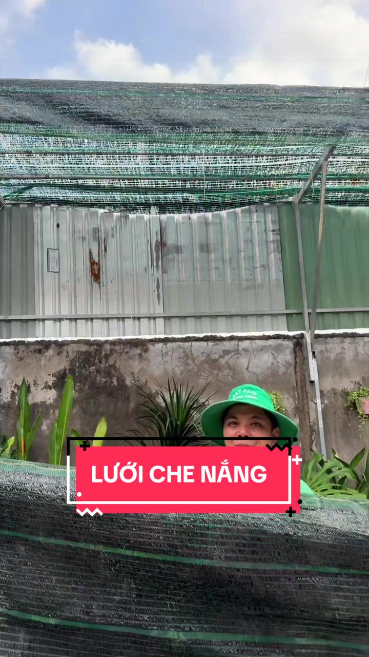 @Cây Xanh Phong Hồng