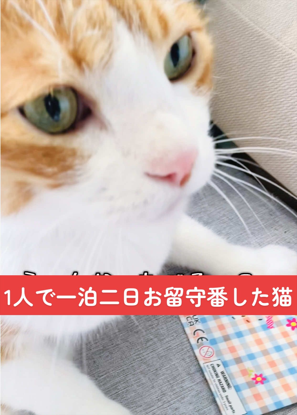 @みーこchannel