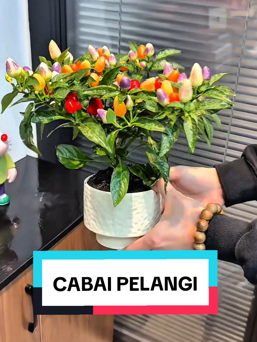 @TOKO BIBIT PAKDE