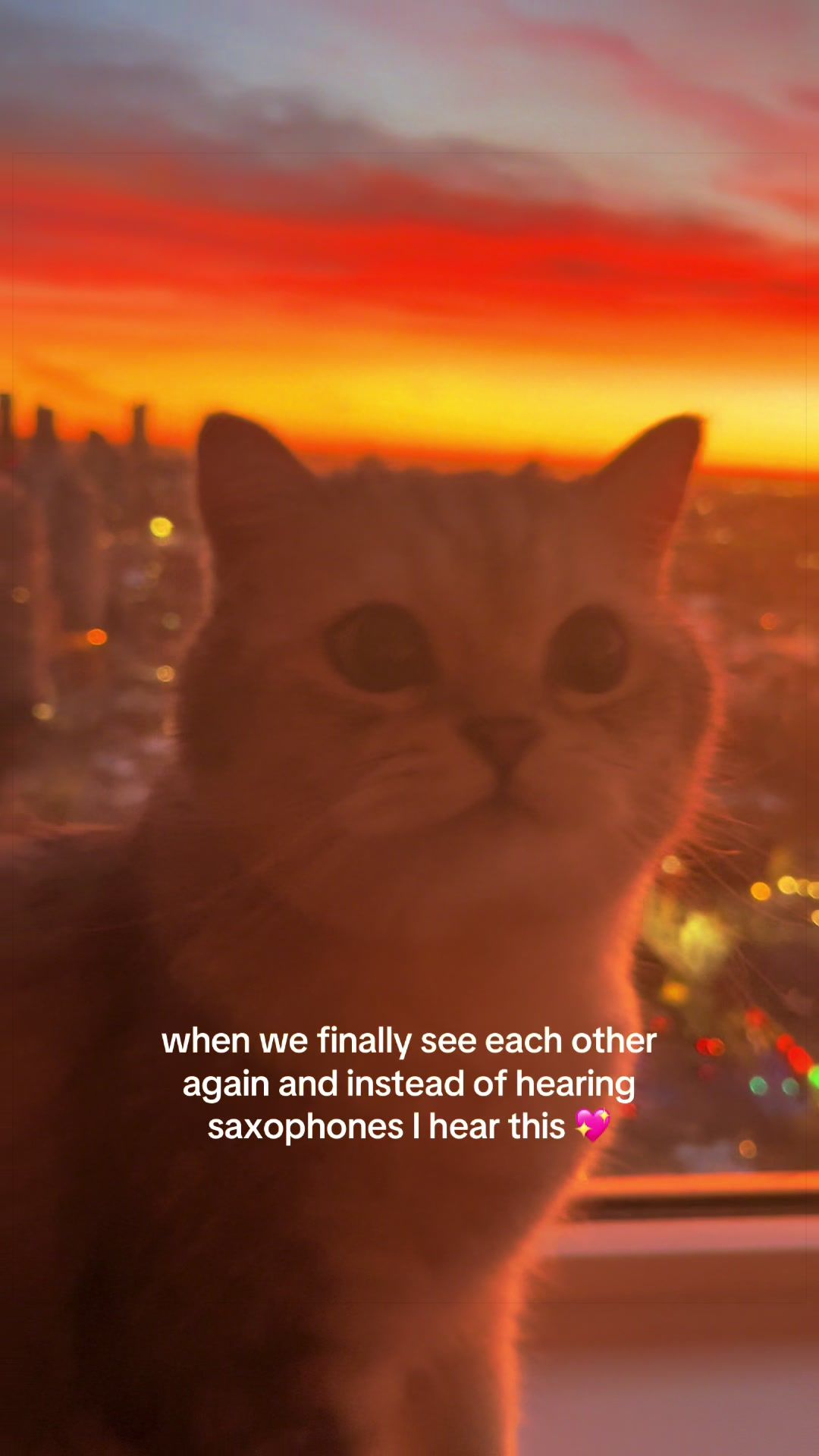 @Ollie the Cat