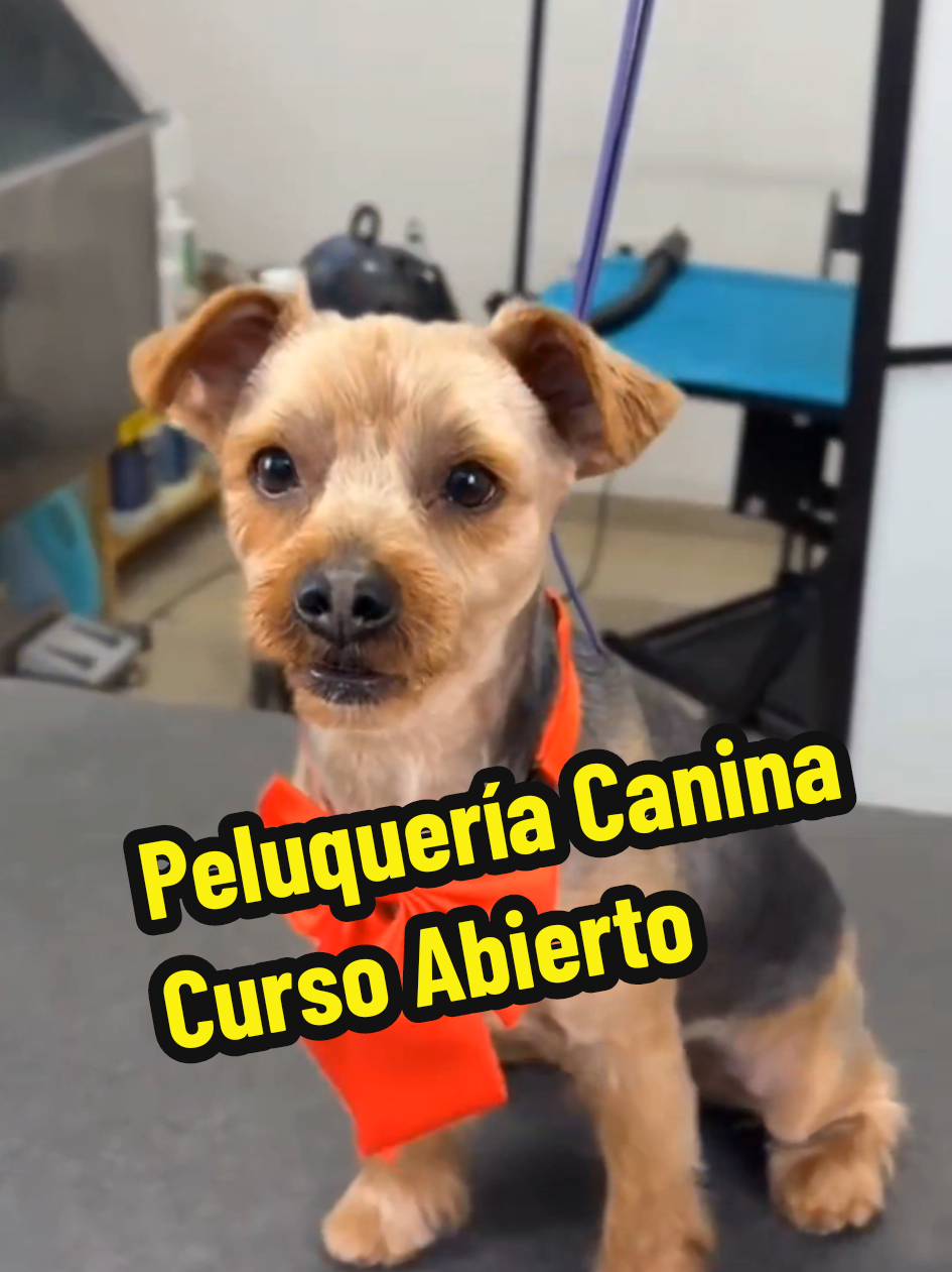 @Todo Mascotas 🐾🎓
