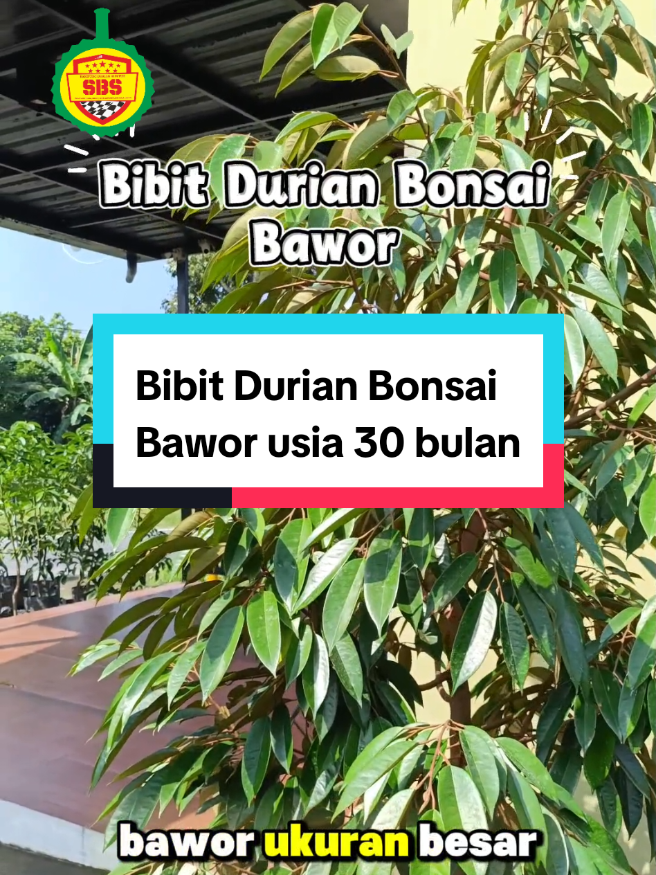 @Produksi Buah_SBS