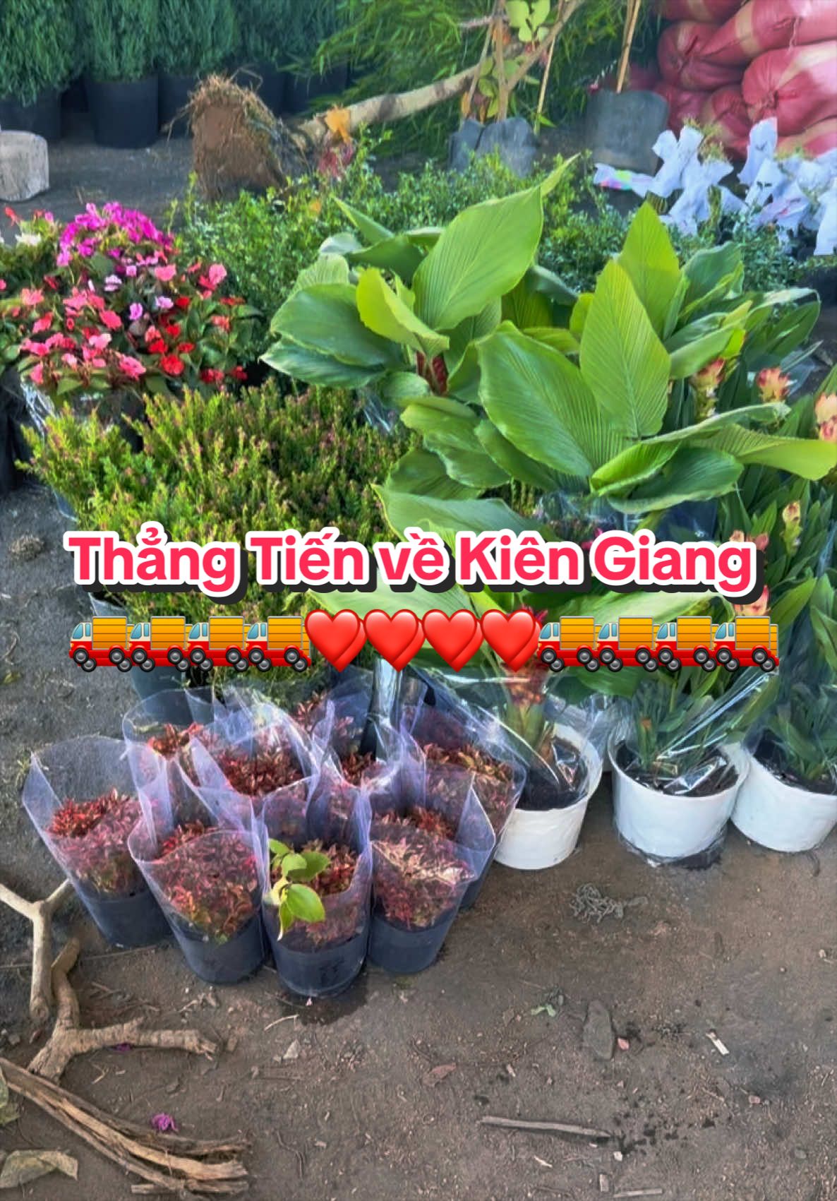 @Tiệm Lá Nhỏ