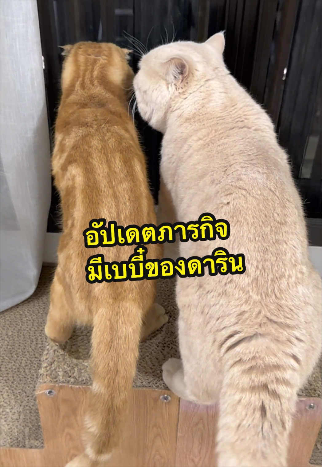 @เชอรี่ขืนใจแมว