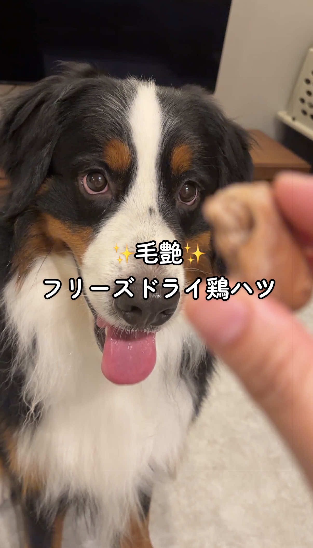 @å¯å£«å±±ð¶ð»ããŒããŒãºããŠã³ãã³ããã° - Fujisan