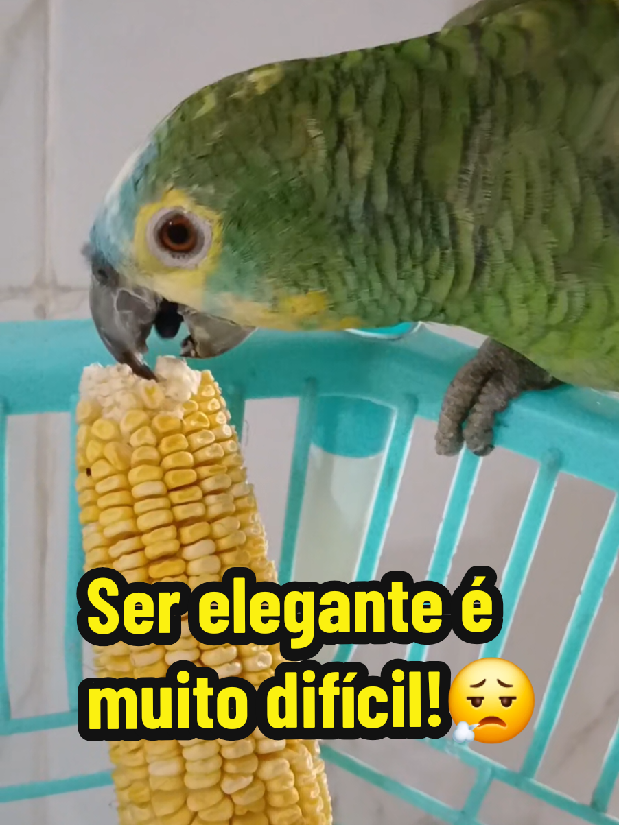 @Papagaio Chico🌽🦜