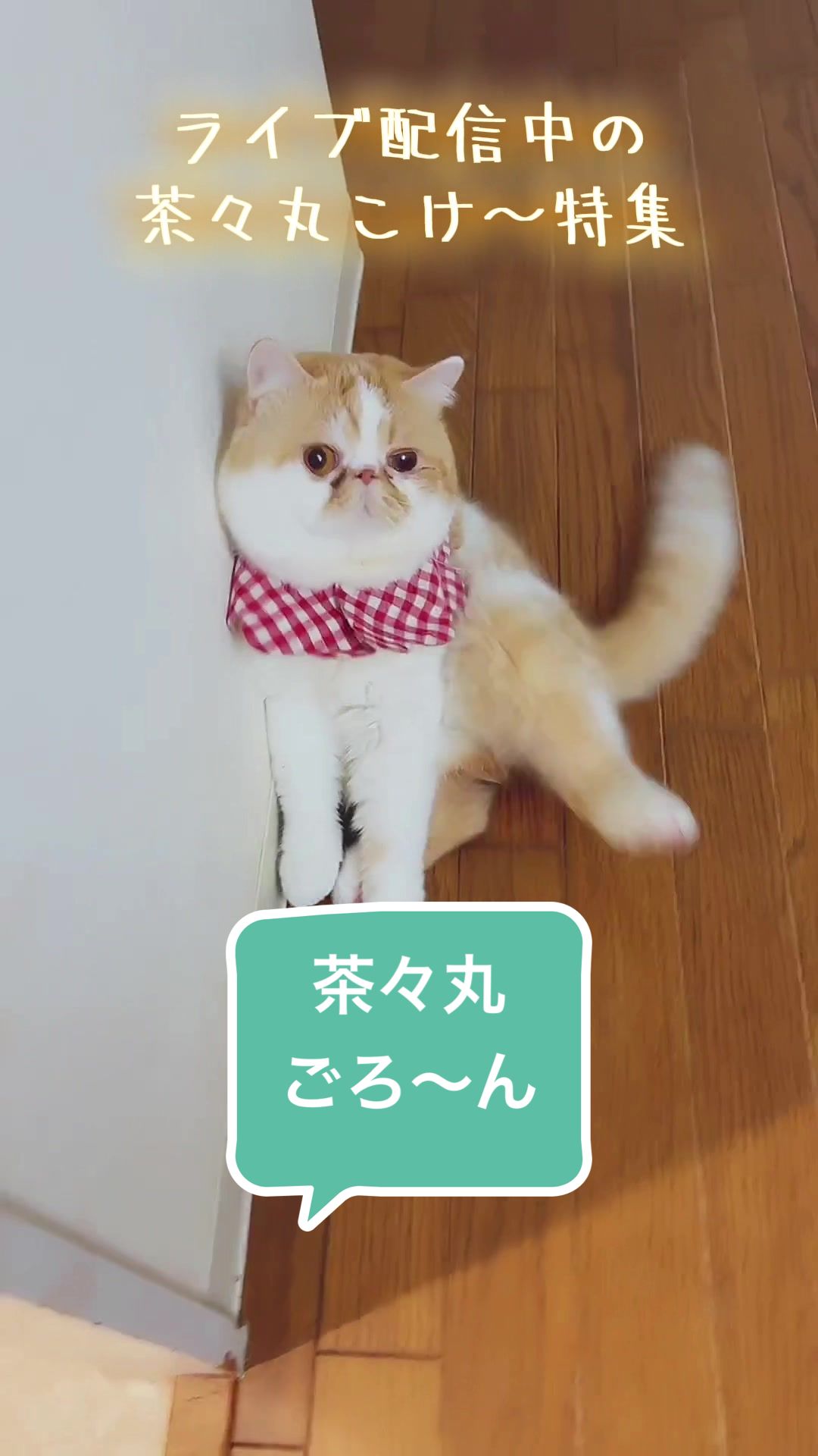 @chataro🐾🍯family