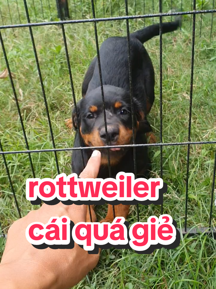 @Trại Ch&oacute; &Uacute;t S&aacute;u