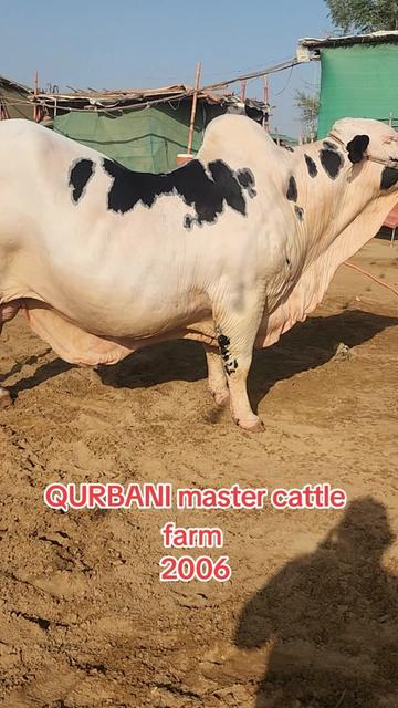 @Master Cattle Farm