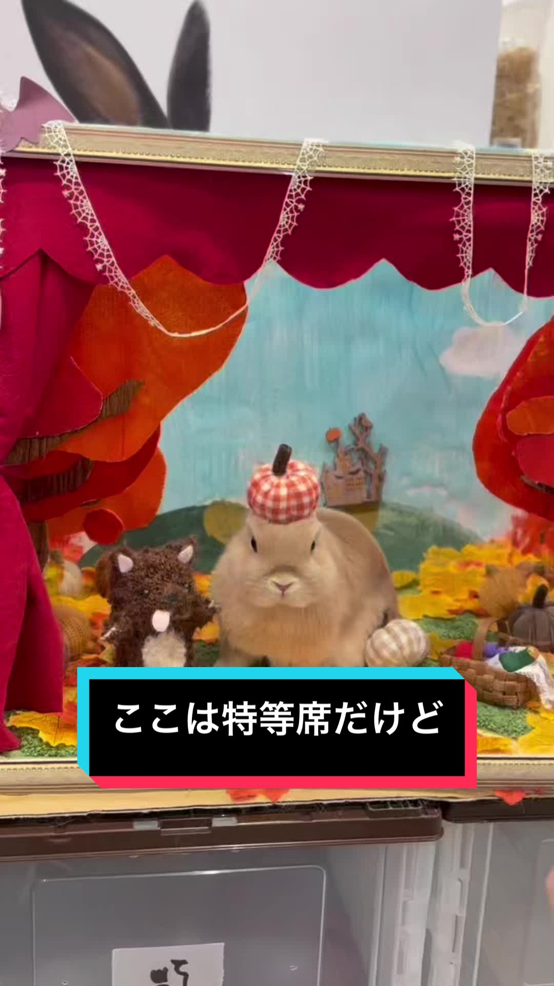 @うさぎのもちまる