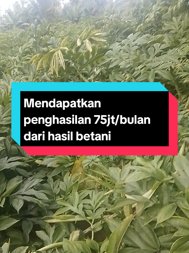 @mujijayaporang