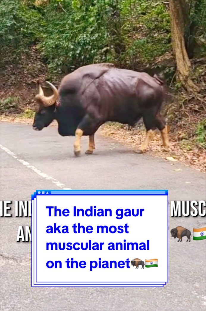 @The Indian