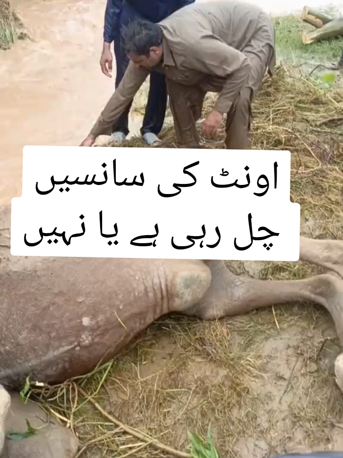 @Baba Shughli 👑 بابا شغلی