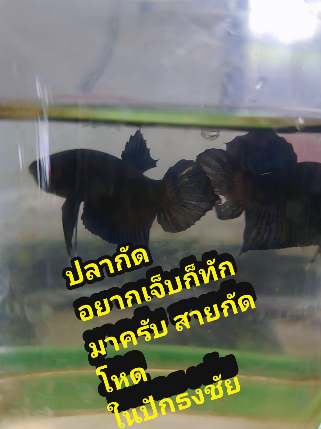 @โกโก้ทรงโจร(น้านนท์)