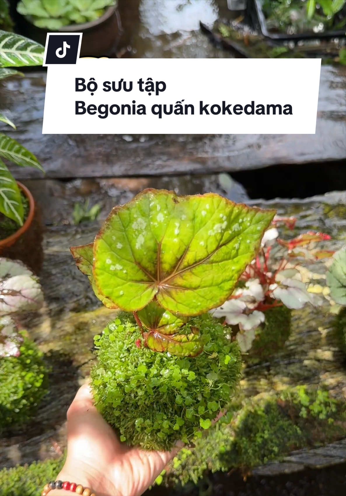 @Vuoncuakien