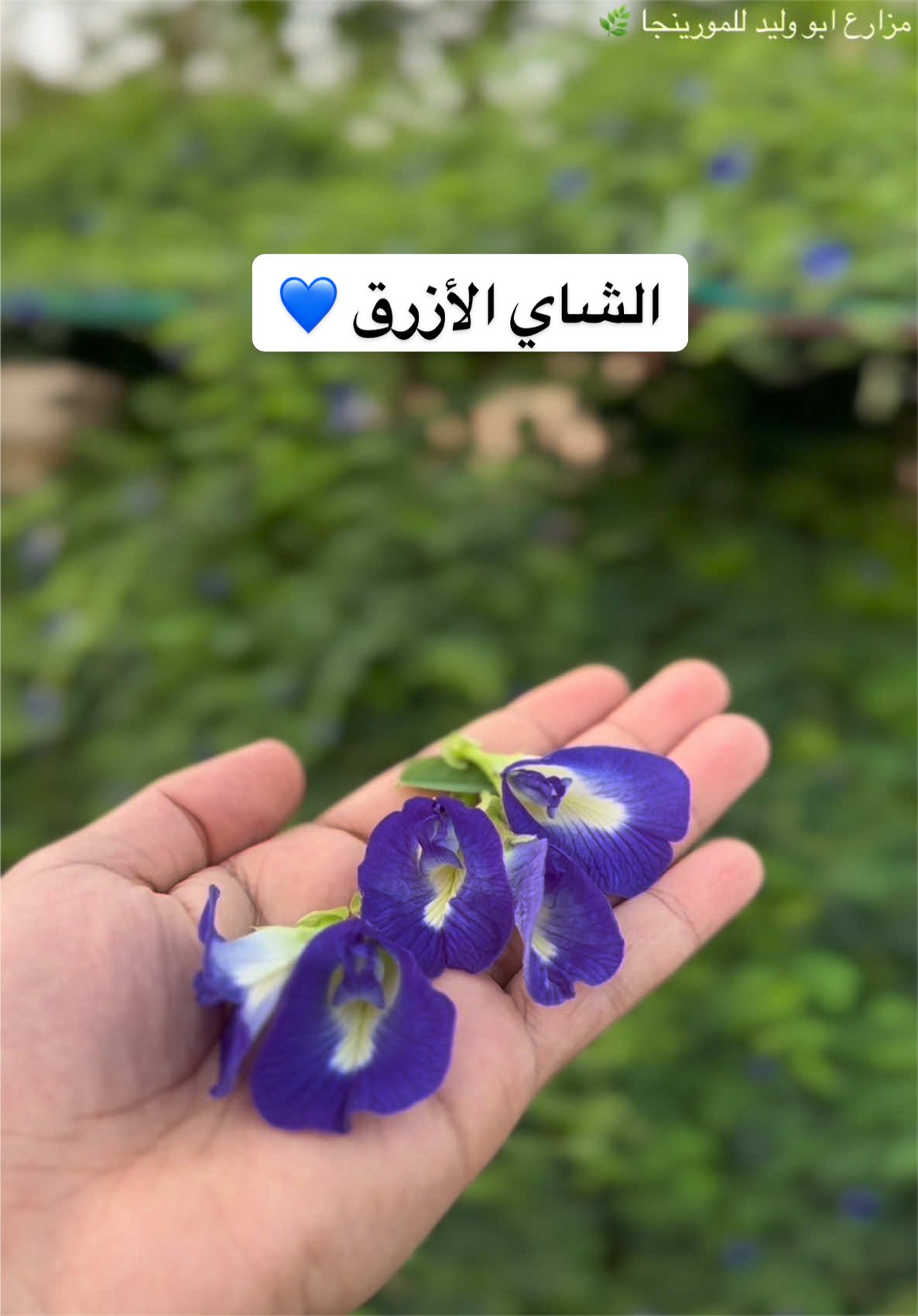 @مزارع ابو وليد للمورينجا 🌿