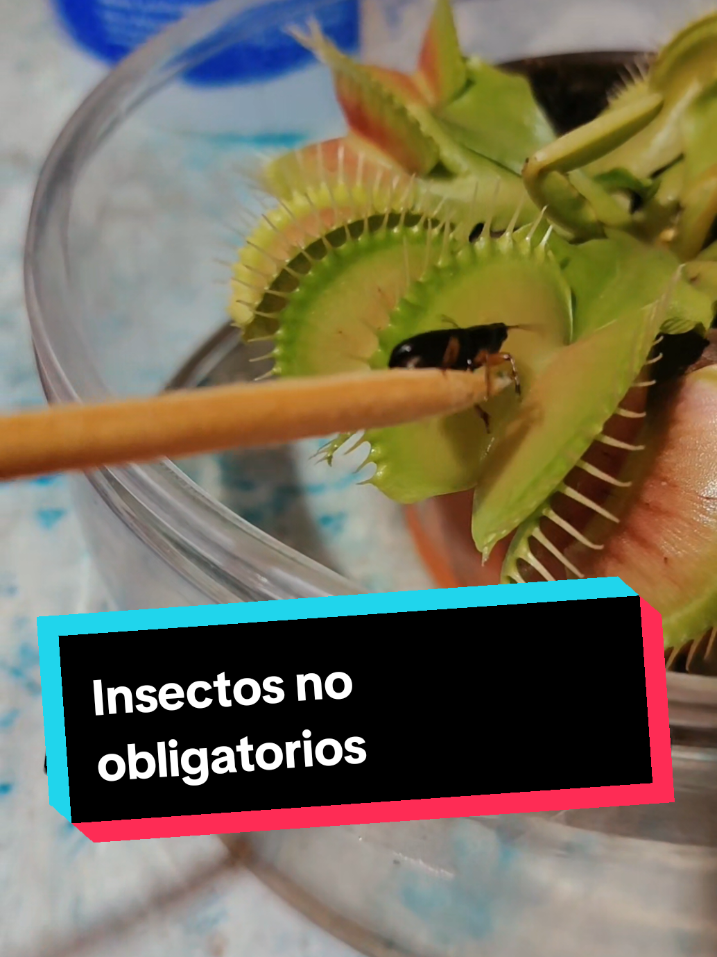 @Tortubalance