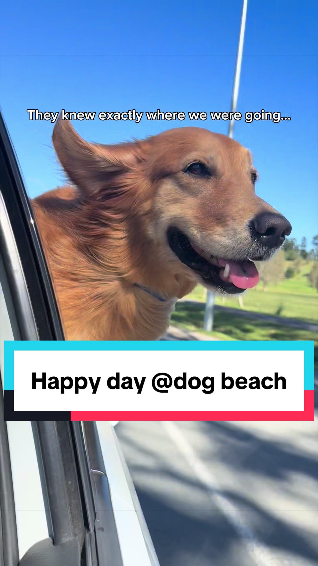 @3goldenretriever