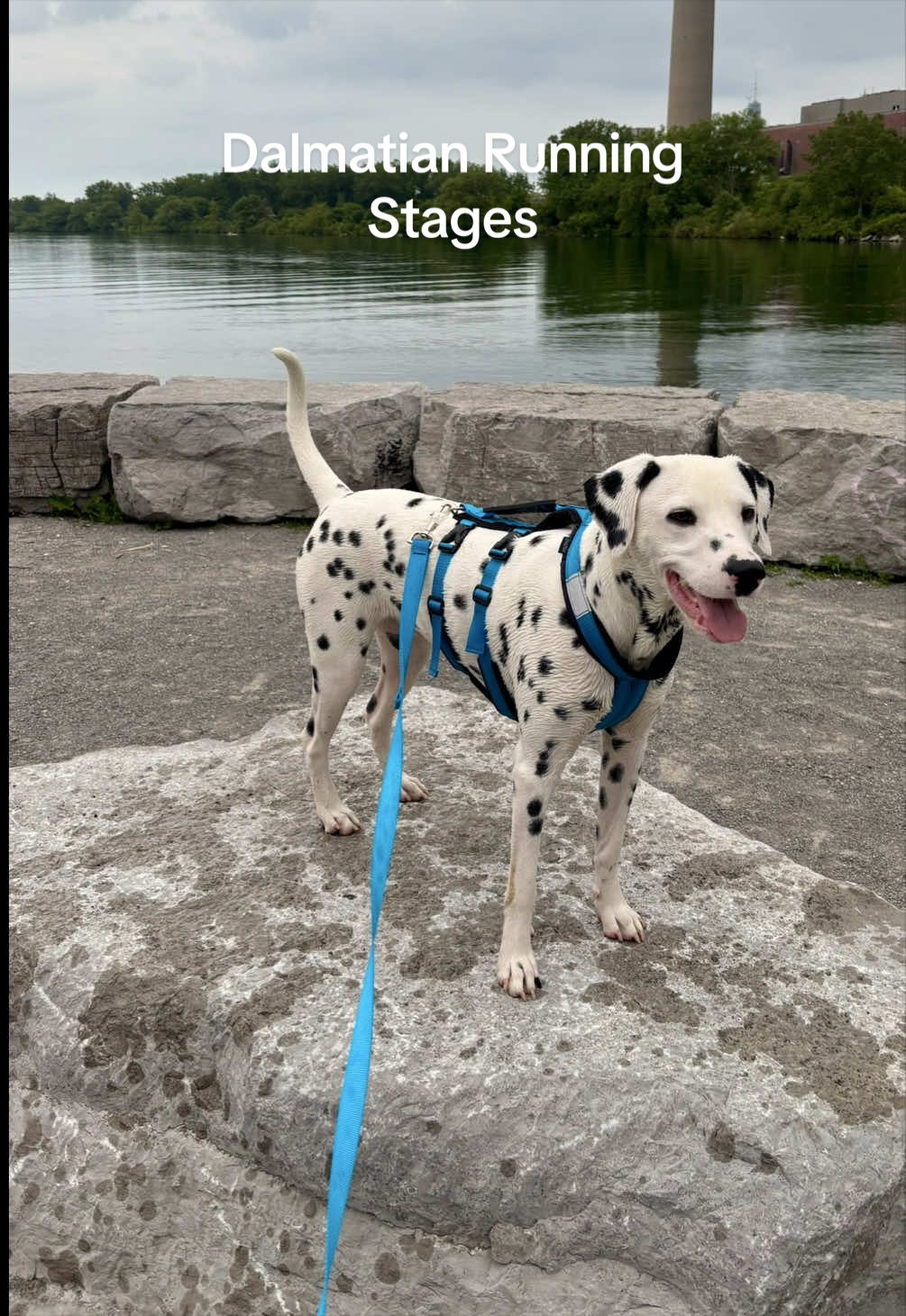 @Nevada the Dalmatian