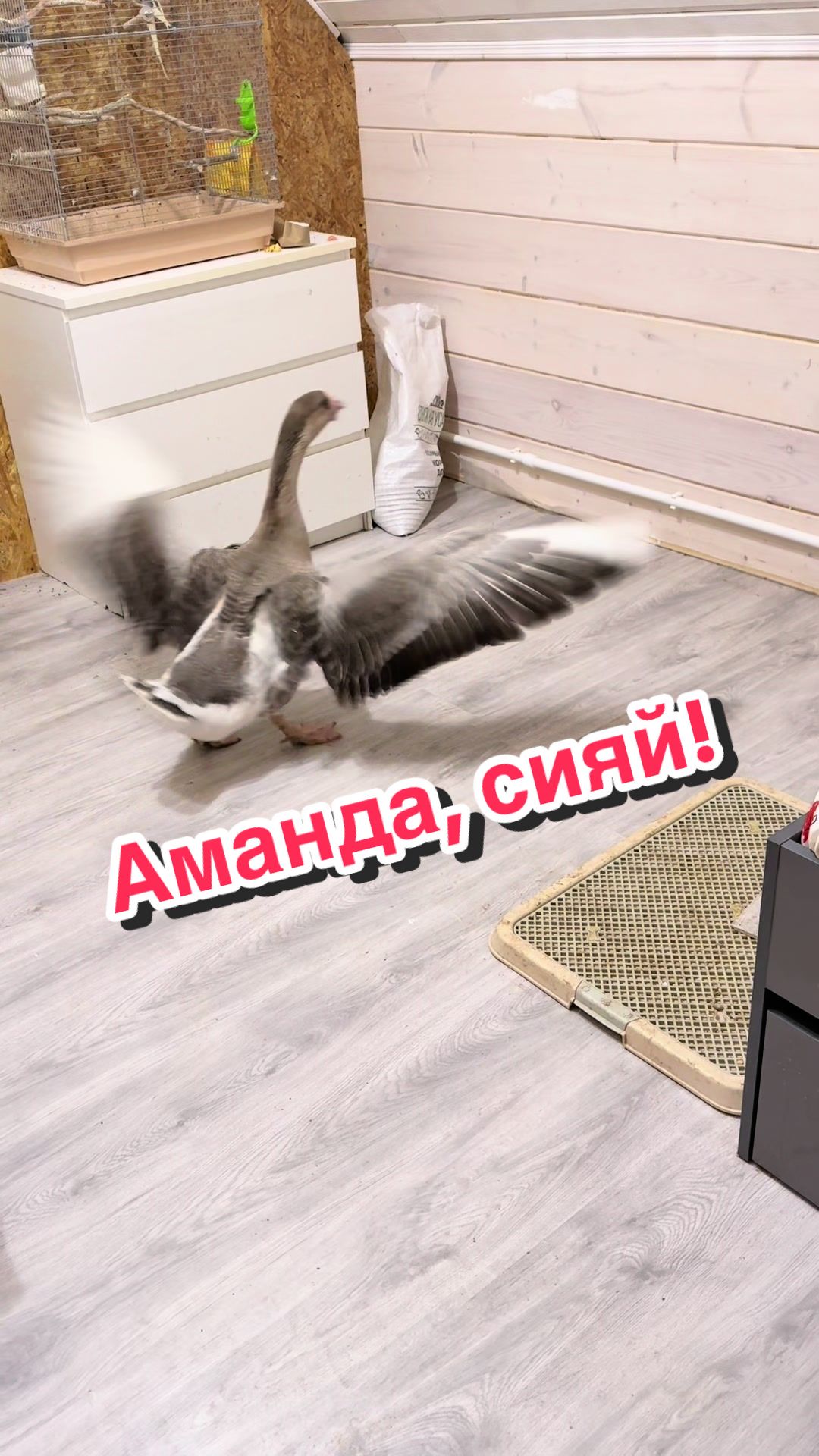 @Пафнутрий